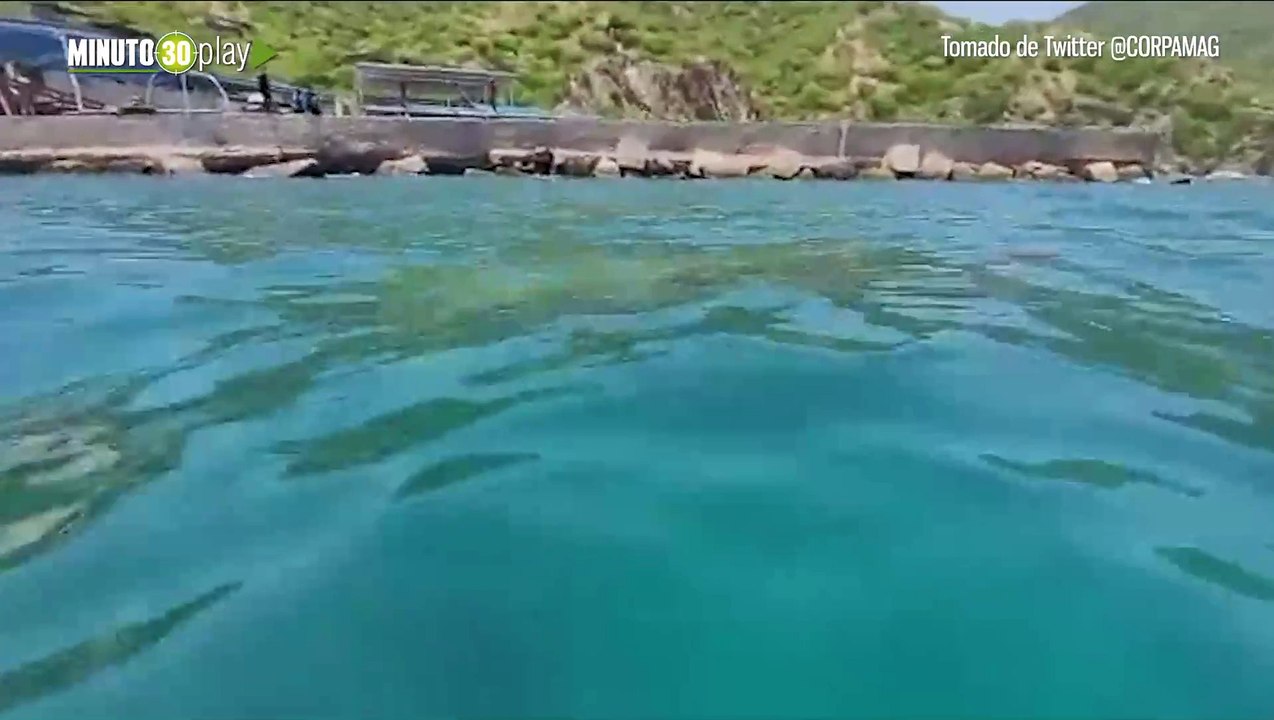 Avistan madre manatí con su cría playa blanca de Santa Marta