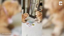 #CUTE: Perritos hermanos se reencuentran tras un año sin verse