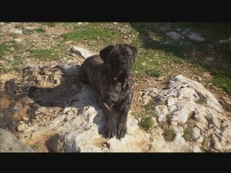 cane corso molosse diégo .