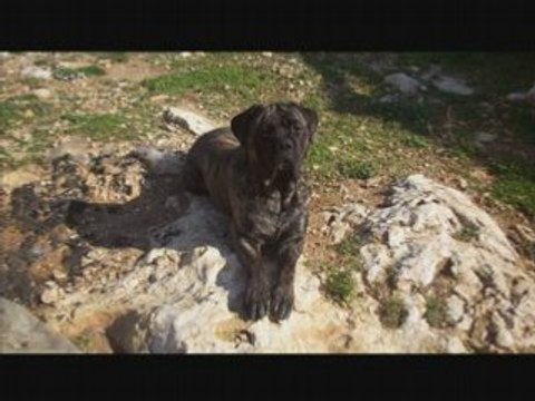 cane corso molosse diégo .