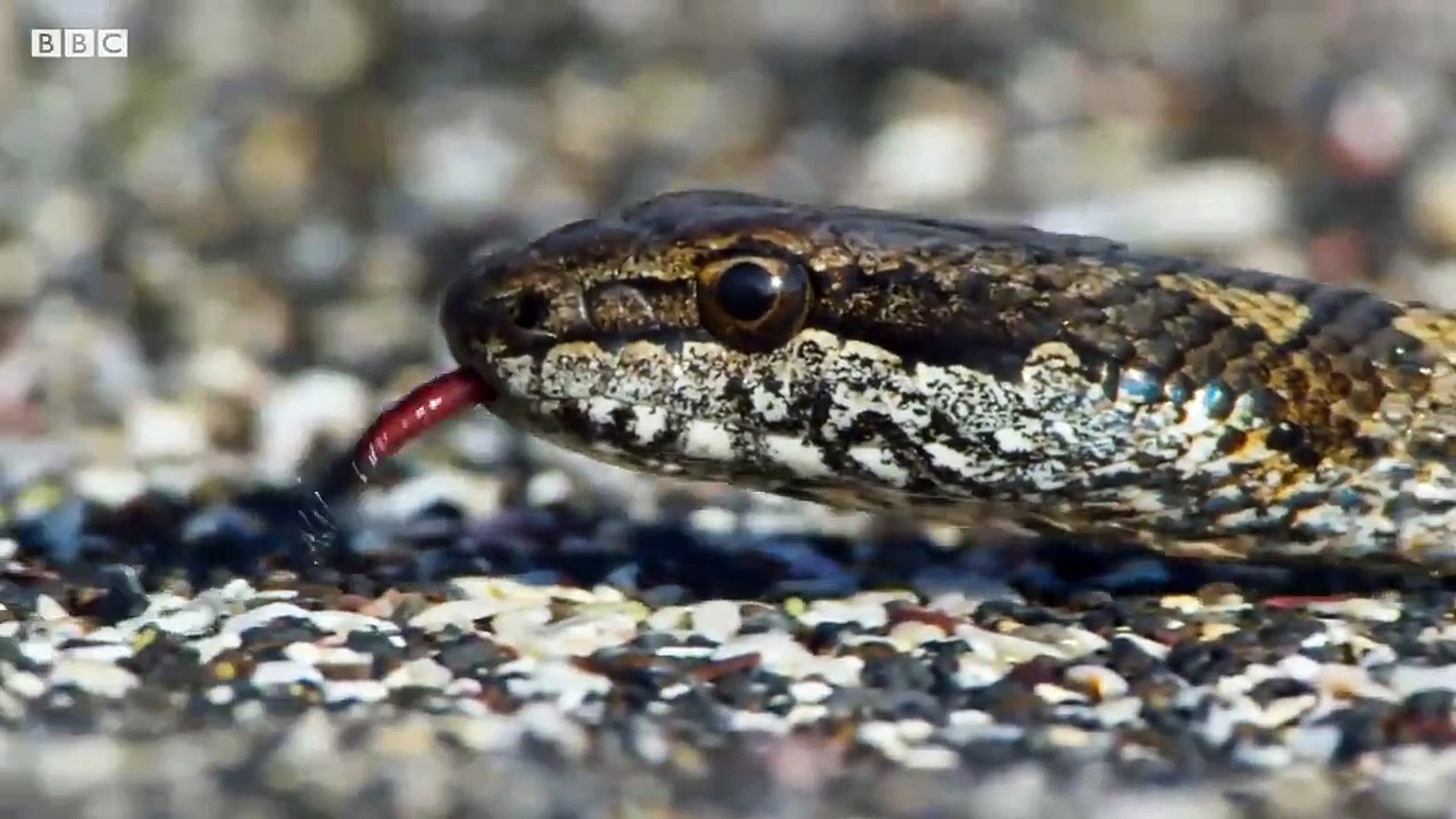 ⁣Iguana vs Snakes (CLIP COMPLETO)