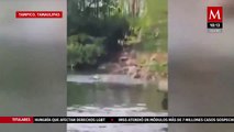 Momento exacto en que un cocodrilo arrastra y ahoga a una mujer en Tamaulipas