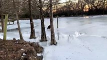 #CUTE: perro se da cuenta de que su estanque está congelado y va a investigar.