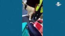 Mujer intenta abrir la puerta del avión en pleno vuelo; la amarran como puerco