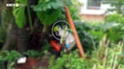 Presunto ladrón cayó a la quebrada La Presidenta y se mató