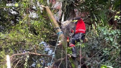 Por el aguacero de este miércoles, se desbordó una quebrada en Medellín  y se desplomó un árbol