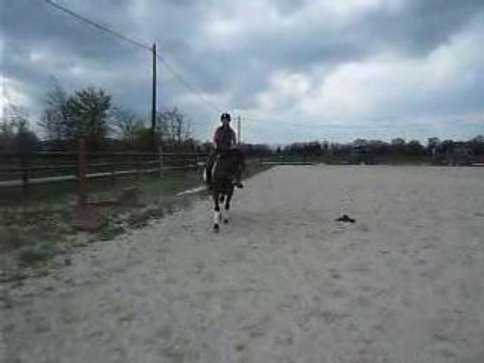 jenny en épaule en dedans au trot