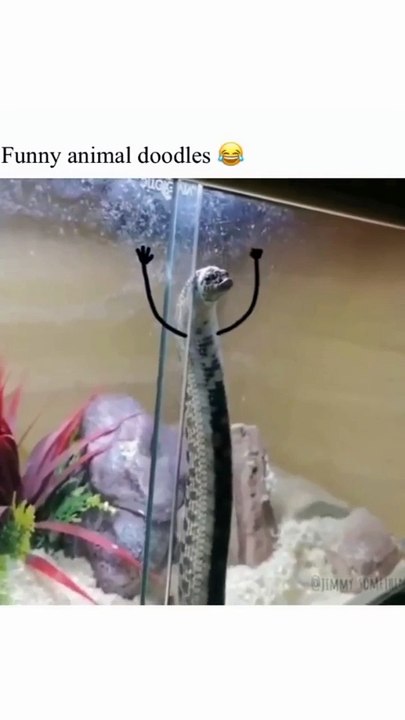 crazy animals from the internet pt.16