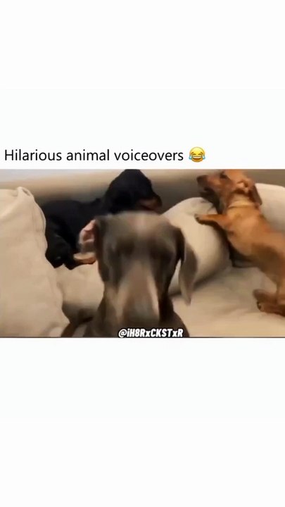 crazy animals from the internet pt.17