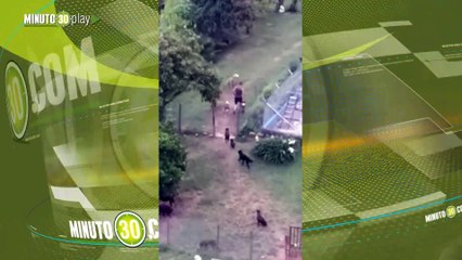 Reportan que un sujeto maltrata salvajemente a perritos en Medellín