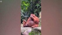 Este orangután roba lentes y se los pone es realmente cool