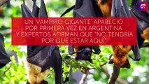 #omg: Vampiro gigante aparece por primera vez en Argentina y alerta sobre cambio climático