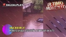 #IMPRESIONANTE:  Perrito ayuda a su dueña a empujar un auto que quedó varado en plena inundación