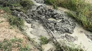 Croc found in north west bore drain