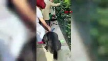 Banu Parlak'ın köpeği saldırdığı komşusunun köpeğini öldürdü
