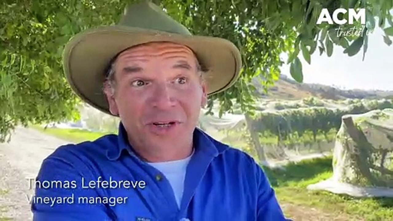 How are wineries and vineyards being impacted by climate change