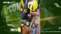 Bomberos rescataron una gatica que se metió a una alcantarilla en Medellín