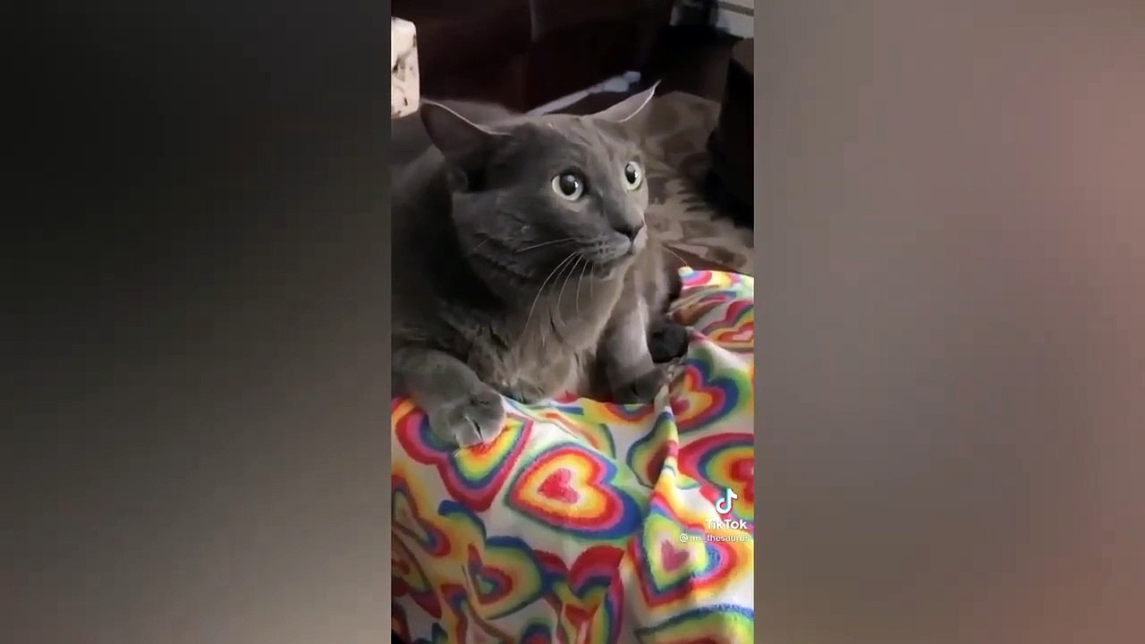 Funniest Animals  New Funny Cats and Dogs Videos  (5)