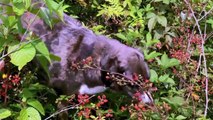 #OMG: El perro se da un festín de moras silvestres directamente de los arbustos