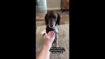 #CUTE: El perro tiene una reacción preciosa cuando su dueño le pone la mano delante de la cara