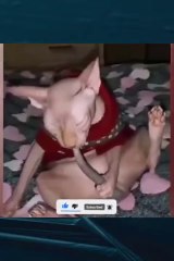 Best Funny Animal Videos !!! Funny Animal Antics !!!