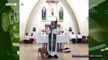 Ay Dios mío dijo el sacerdote al ver a dos perritos dándose cariño en la misa