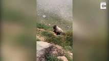 Una adorable marmota grita a los excursionistas