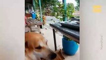 #VIRAL: Perro paga su comida con hojas de arbol