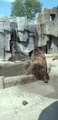 #OMG: Los osos cautivos juegan a la lucha libre