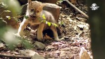 #CUTE: Captan en video los primeros aullidos de cachorro de lobo nacido en Zoológico de Chapultepec