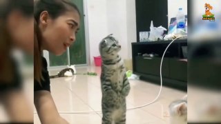Best Funny Animals Videos !!! funny Cat videos !!! #funny cats #top funny animals video.