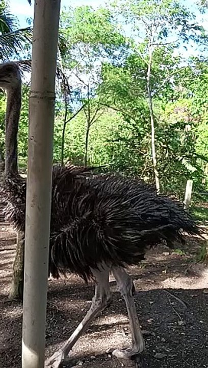 ostrich