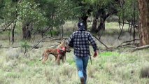 #VIRAL: Un hombre golpea a un canguro en la cara para rescatar a su perro