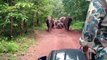 #VIDEO: Los guardas del parque se enfrentan a los elefantes salvajes que defienden su territorio