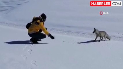 Tilkiyi tuttukları balıkla beslediler