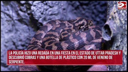 Habitantes de la India se drogan con veneno de serpiente