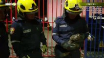 Bomberos lo rescataron primate en Cali
