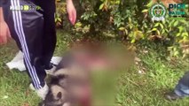 Atropellaron a un lobo siberiano en la autopista Medellín - Bogotá, los policías lo rescataron