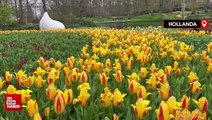 Hollanda'da dünyanın en büyük lale bahçelerinden Keukenhof, 75. kez ziyarete açıldı