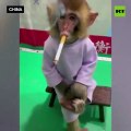 Un bebé mono es obligado a fumar un cigarrillo para una 