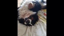 #CUTE: Este hermoso perro sonrie a la camara