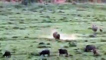 #OMG: Búfalo y rinoceronte se enfrentan