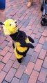 Un perro disfrazado de abeja enternece a las redes