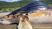 #OMG: Enorme ballena jorobada aparece muerta en playa de Petatlán