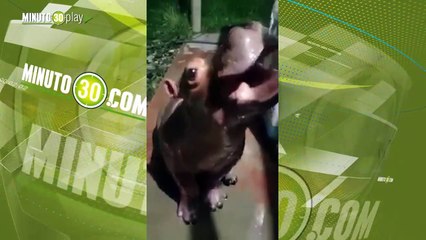 Familia tiene una cría de hipopótamo como mascota