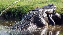 #VIRAL: Enorme caiman devora otro de casi dosmetros !!!