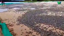 #OMG: Increíbles imágenes muestran la mayor eclosión de tortuguitas del mundo a orillas del río Sudamericano
