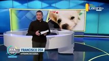 Perro chihuahua enfrenta a ladrones, es atacado, pero sobrevive