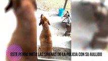 Este perro imita a las sirenas de la policía con su aullido