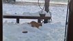 #CUTE: Gato  se divierte como nunca jugando en la nieve y haciendo bolas de nieve.